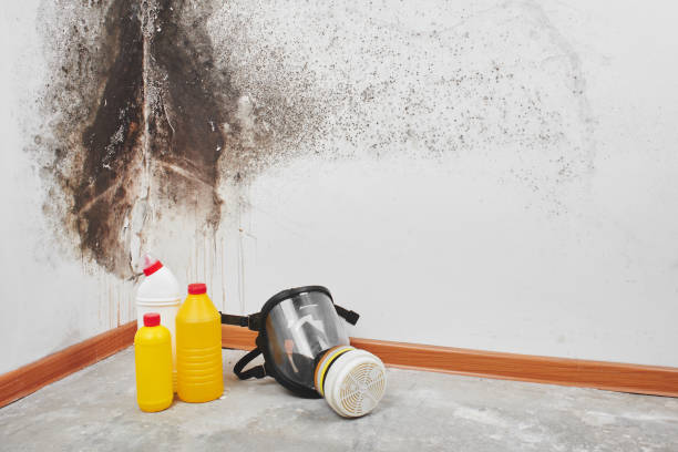 Best Localized Mold Remediation (e.g., coastal areas, humid climates) in Wentzville, MO