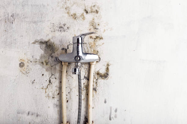 Reliable Wentzville, MO Mold Remediation Solutions