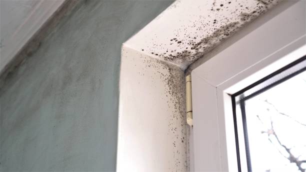 Best Attic Mold Remediation in Wentzville, MO