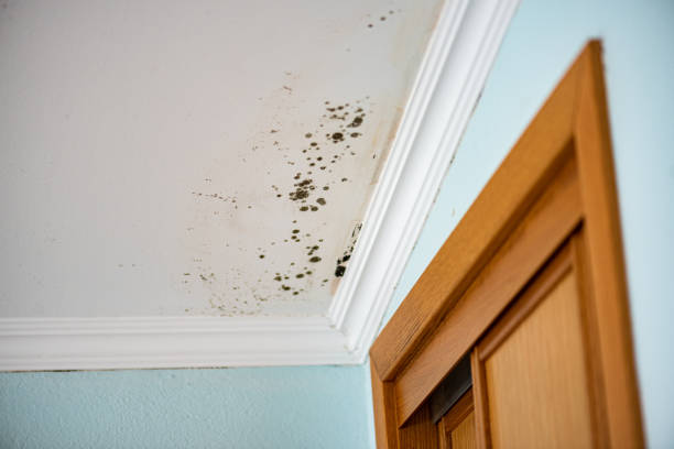Best Insurance-Related Mold Remediation in Wentzville, MO