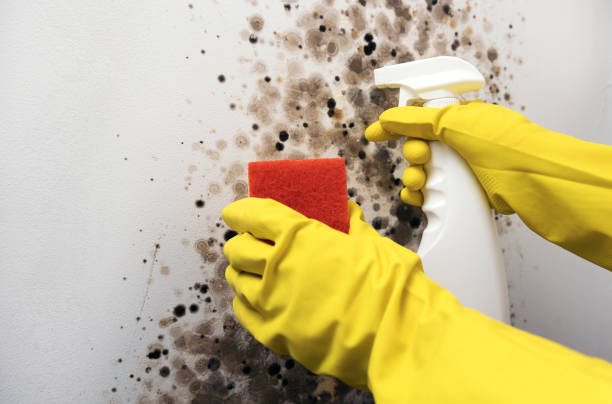 Best Black Mold Remediation in Wentzville, MO