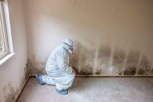 Best Mold Remediation for Specific Building Types in Wentzville, MO