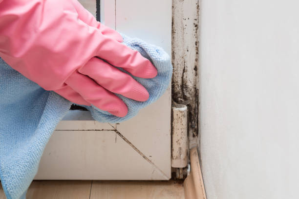 Best Industrial Mold Remediation in Wentzville, MO