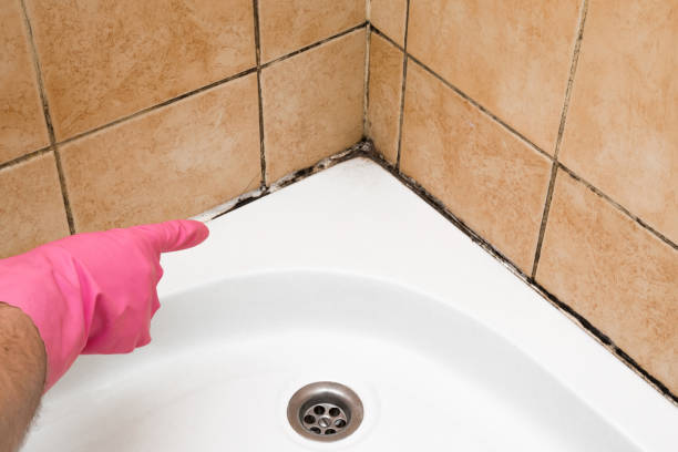 Best Preventive Mold Services in Wentzville, MO